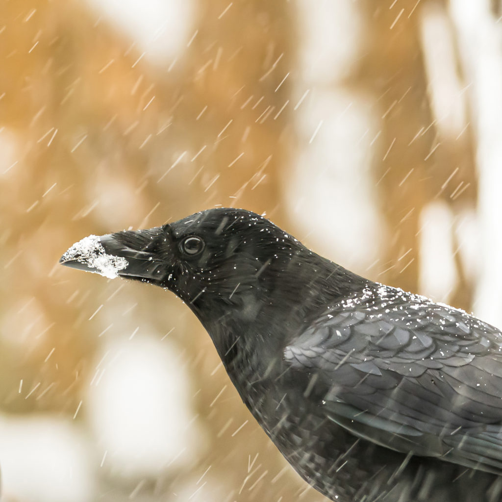 foto van de maand april