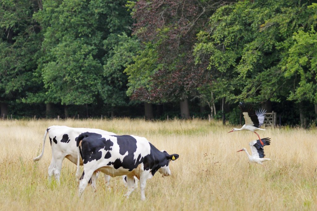 ooievaars op landgoed De Wiersse