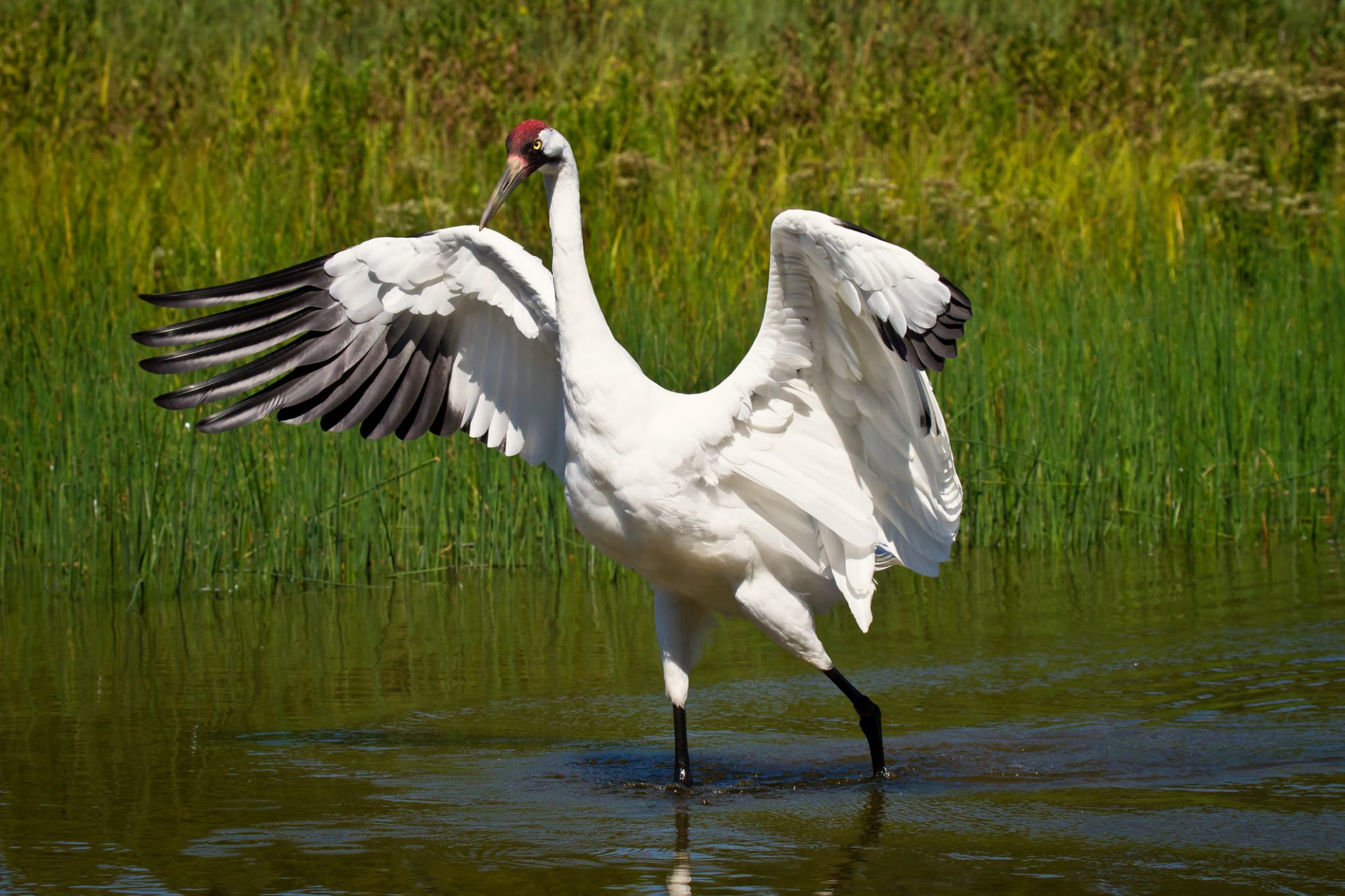Top 10 vogels met de grootste spanwijdte - rootsmagazine.nl