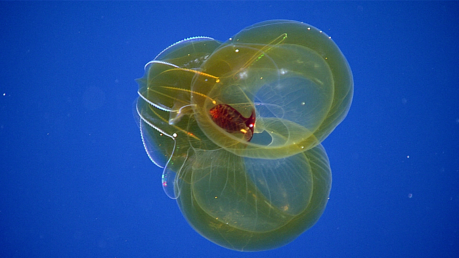 Atlantische Oceaan