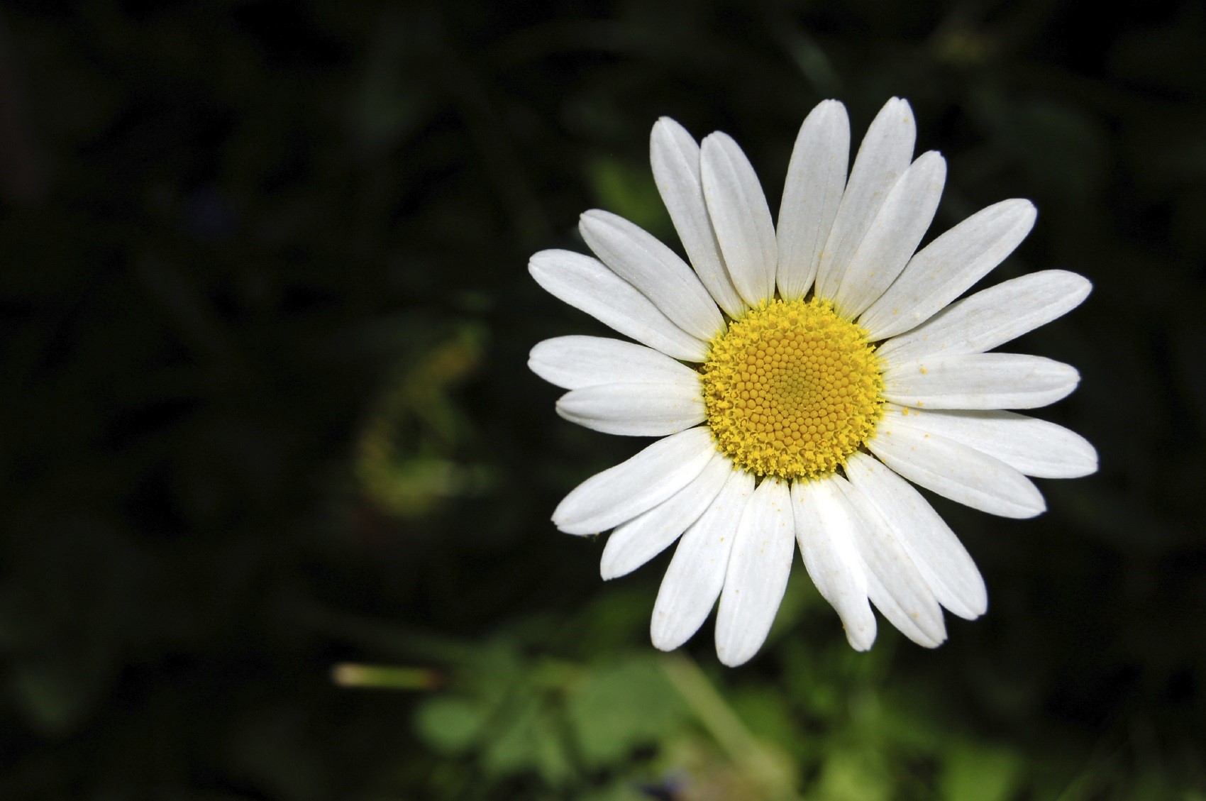 madeliefje nationale bloem