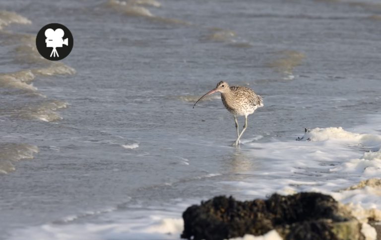 Vogels - Roots magazine