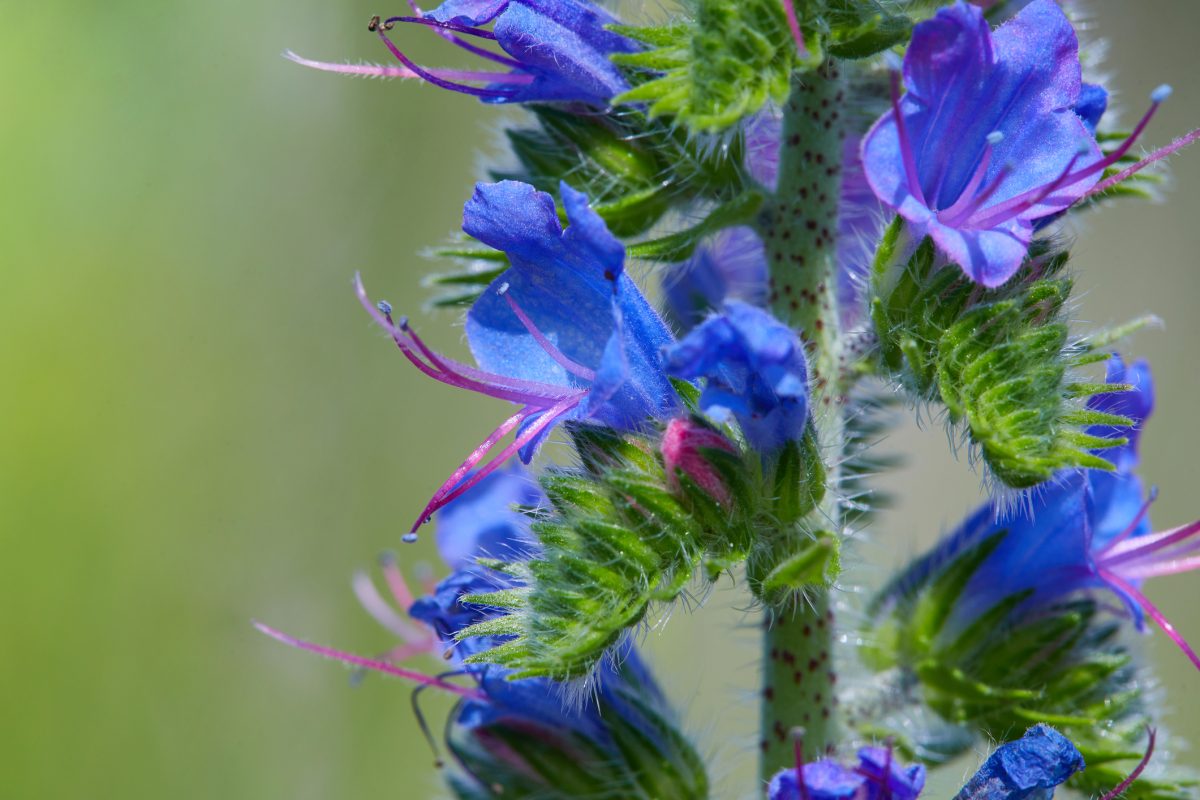 duinplanten