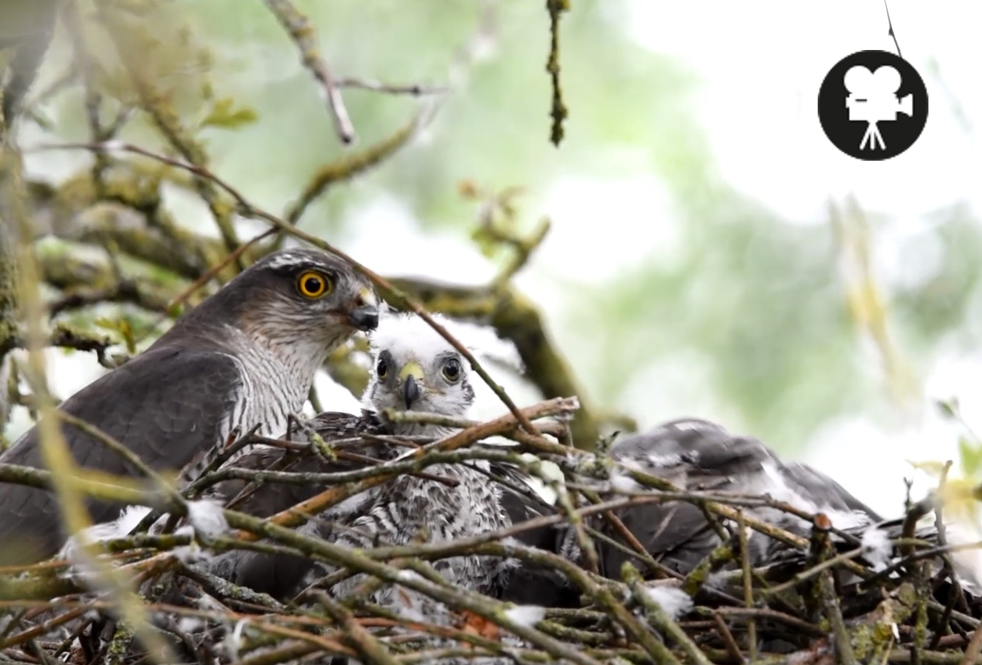 sperwer op nest