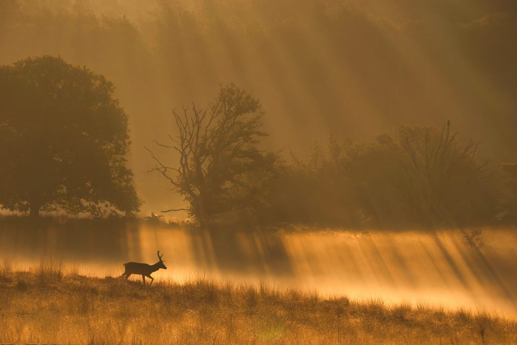 edelhert, winnaars van de Roots Natuurfotowedstrijd 2023