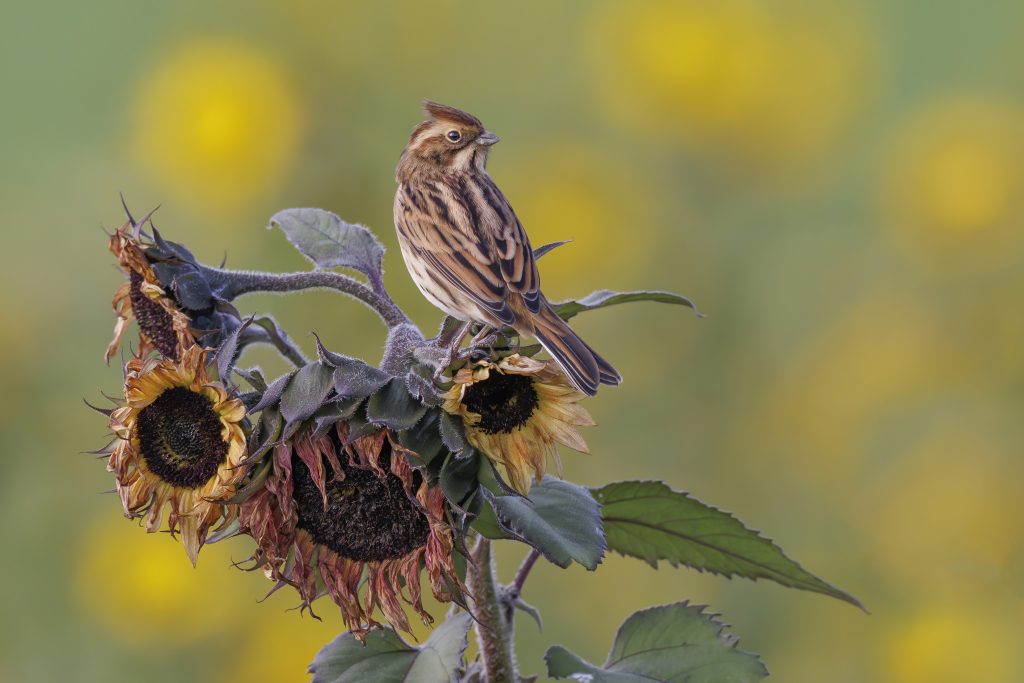 rietgors, winnaars van de Roots Natuurfotowedstrijd 2023