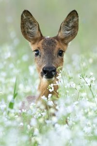 ree, winnaars van de Roots Natuurfotowedstrijd 2023