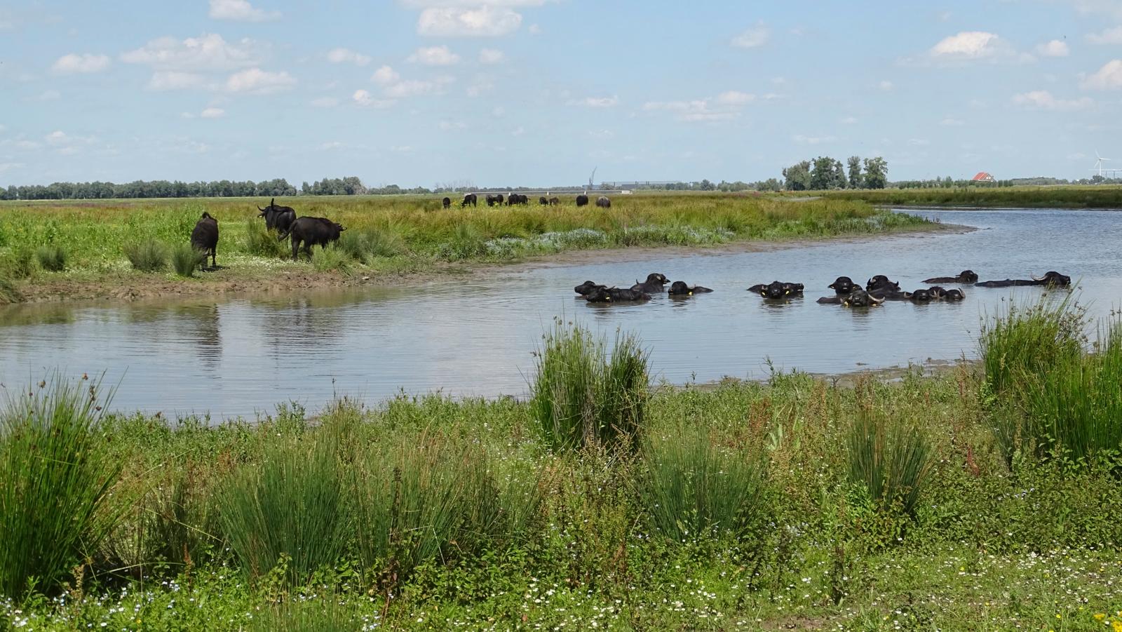 waterbuffels
