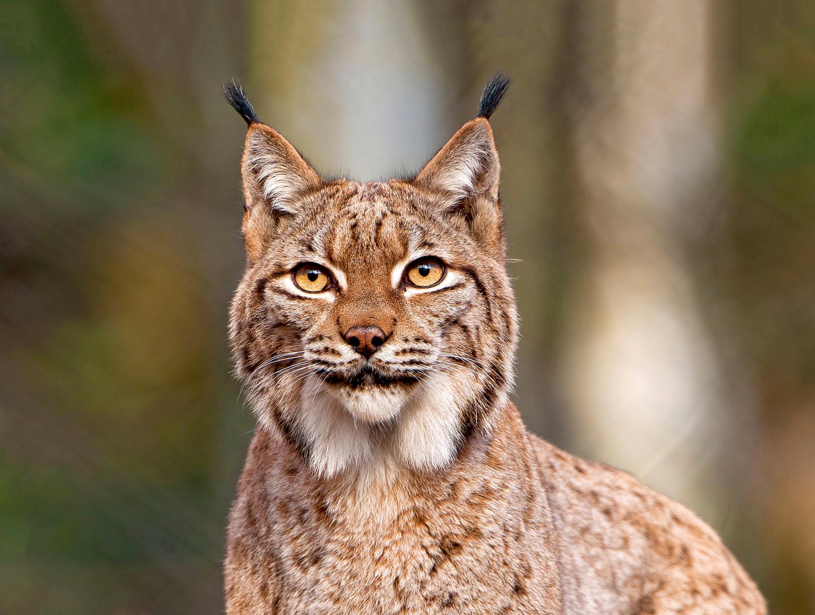 zoogdieren Europa