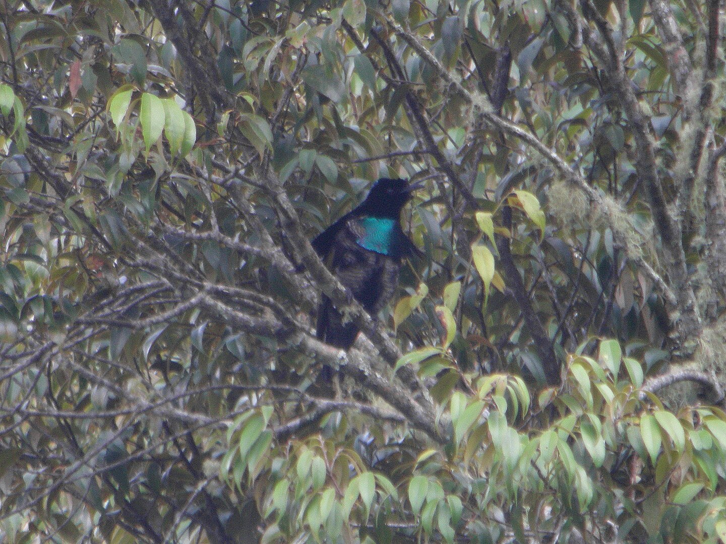 Balts kraagparadijsvogel video