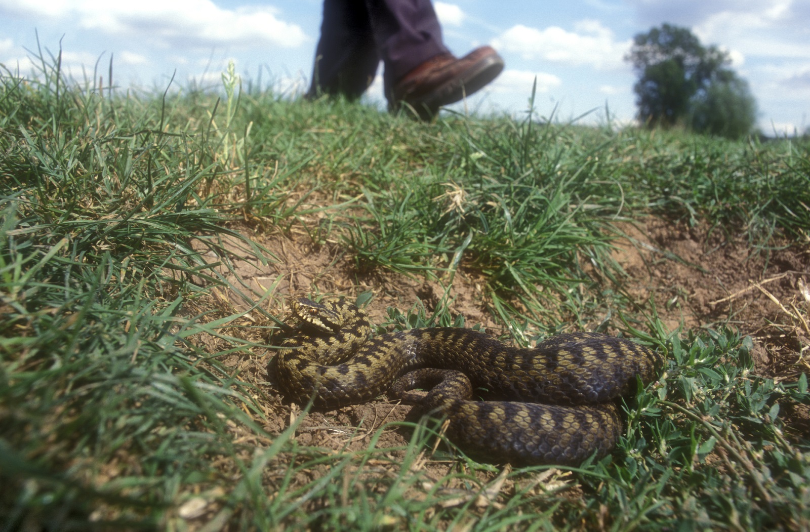 adder op het wandelpad