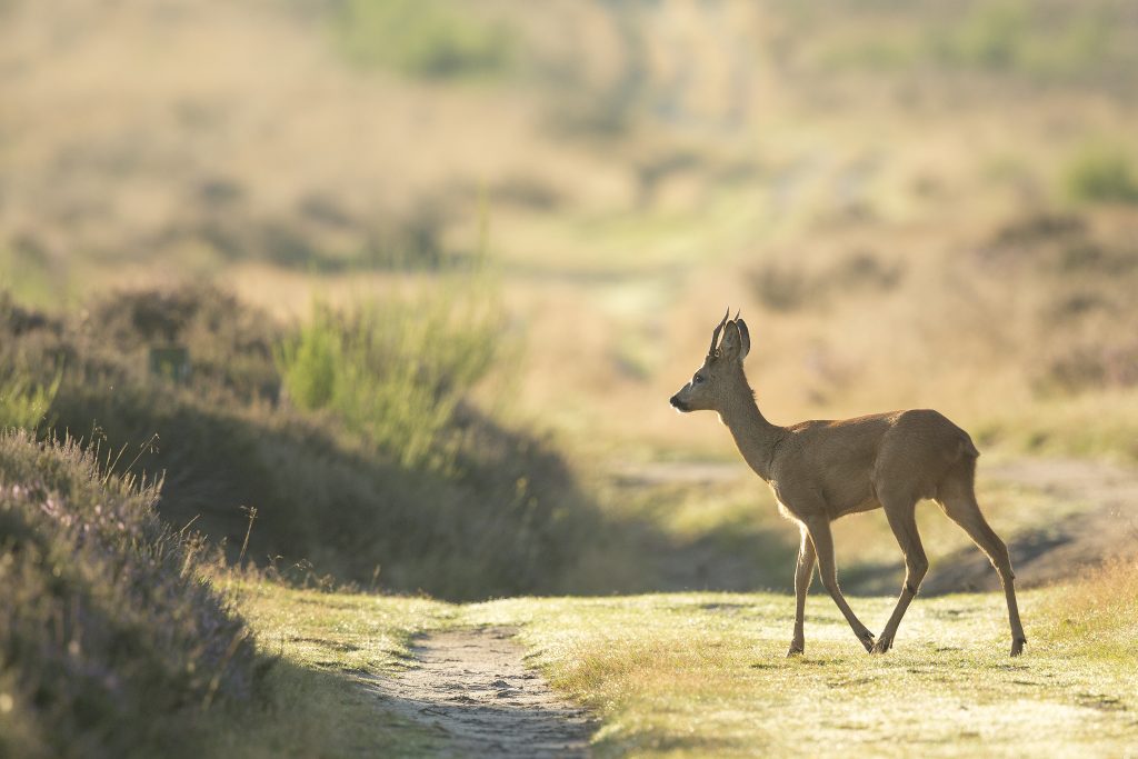 hart voor de natuur, ree