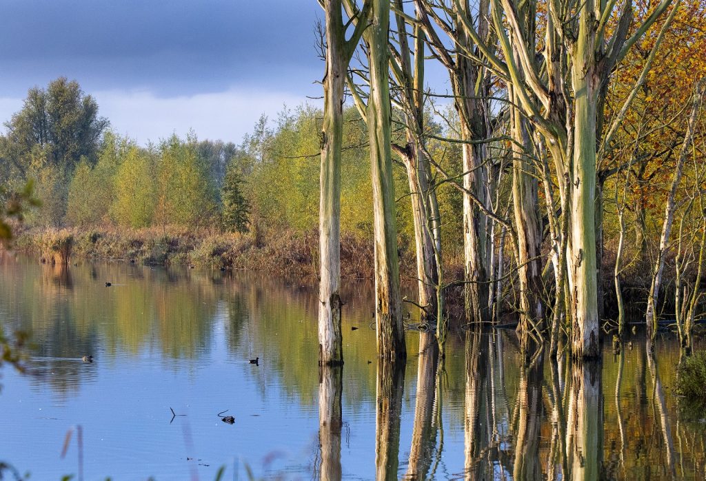 Biesbosch
