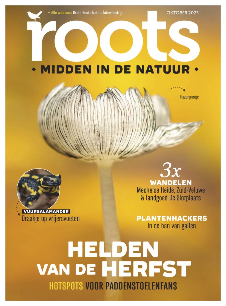 Roots oktober