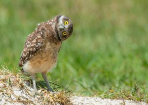 gek vogelgedrag