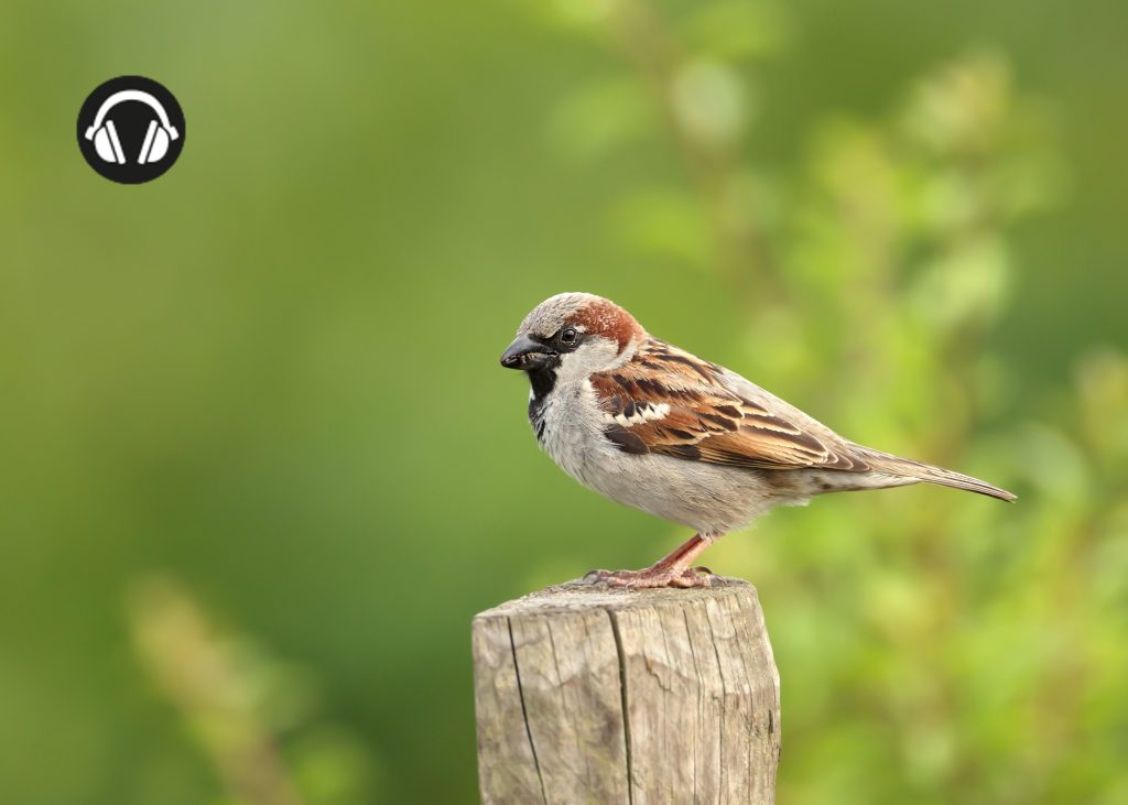 huismus op paaltje maakt een tjilpend geluid