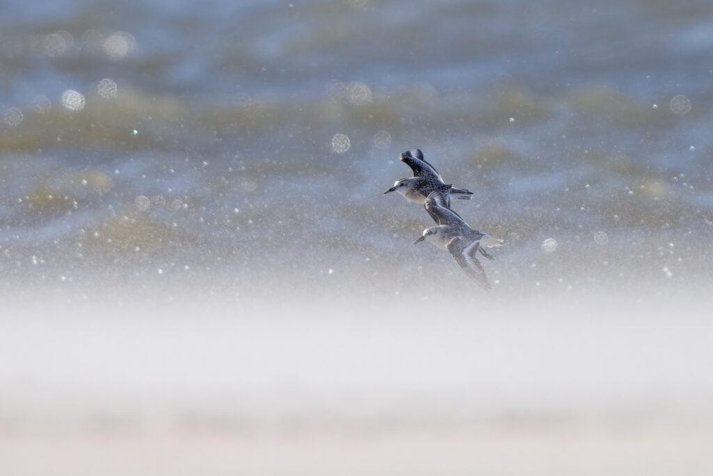vliegende drieteenstrandlopers