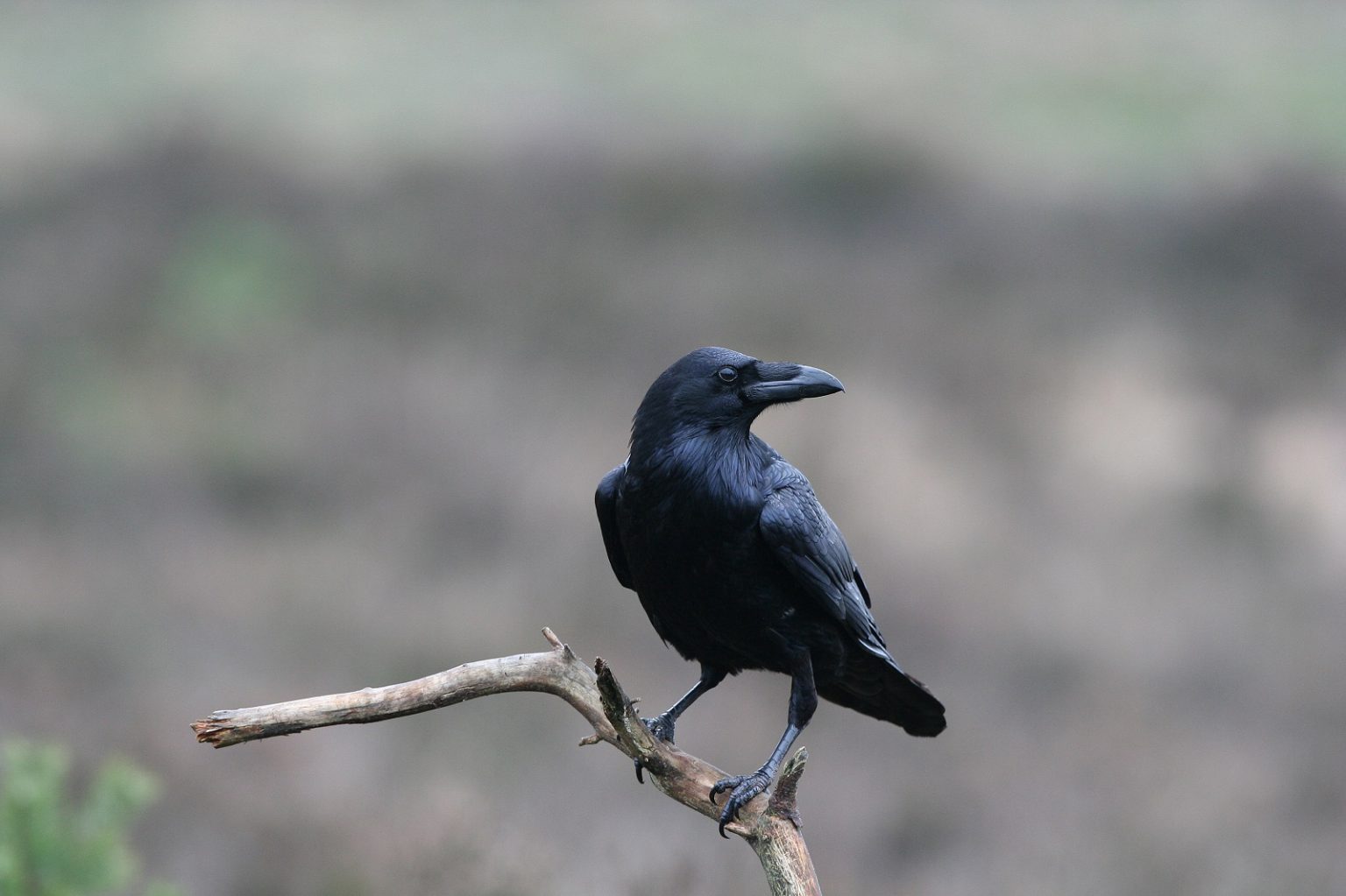 Hoe de raaf Nederland weer vond