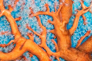 Wildlife Photographer of the Year