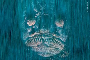 Wildlife Photographer of the Year