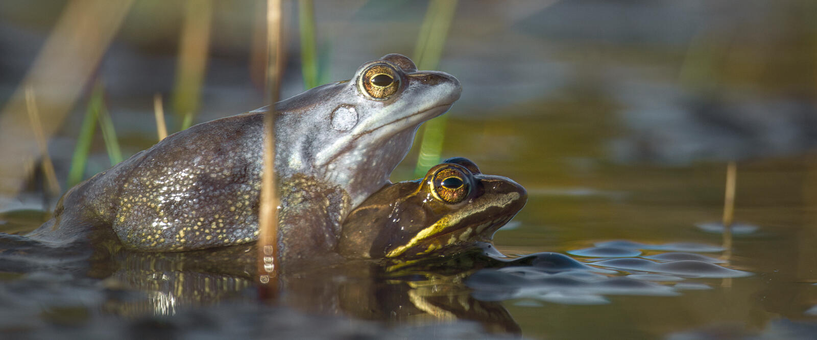 Onze natuur het wilde België