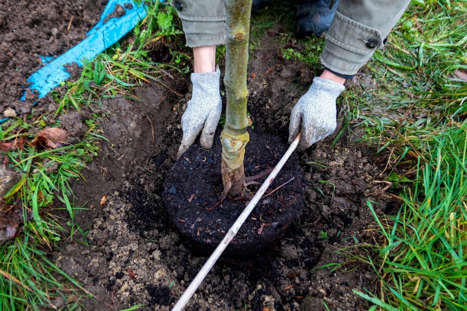 bomen biodiversiteit