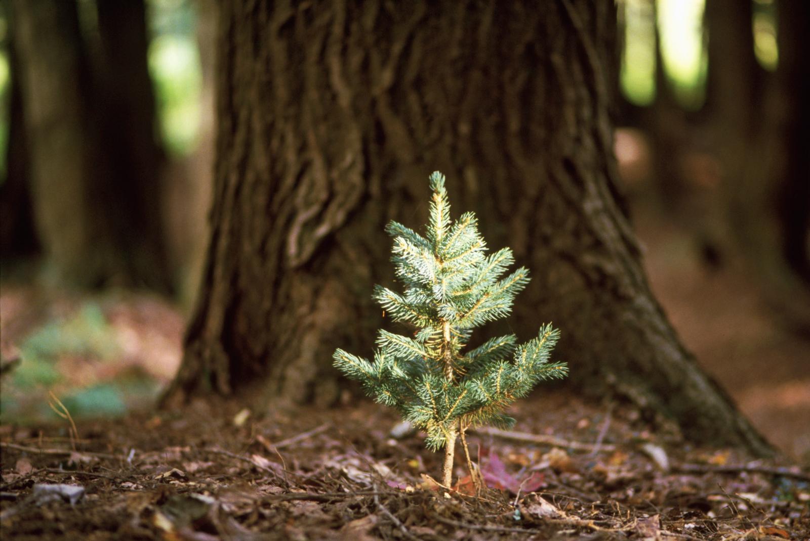 treevember