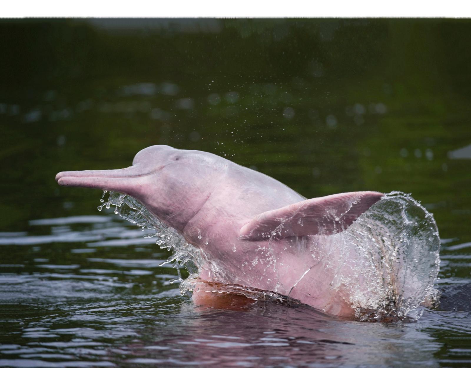 roze dolfijn
