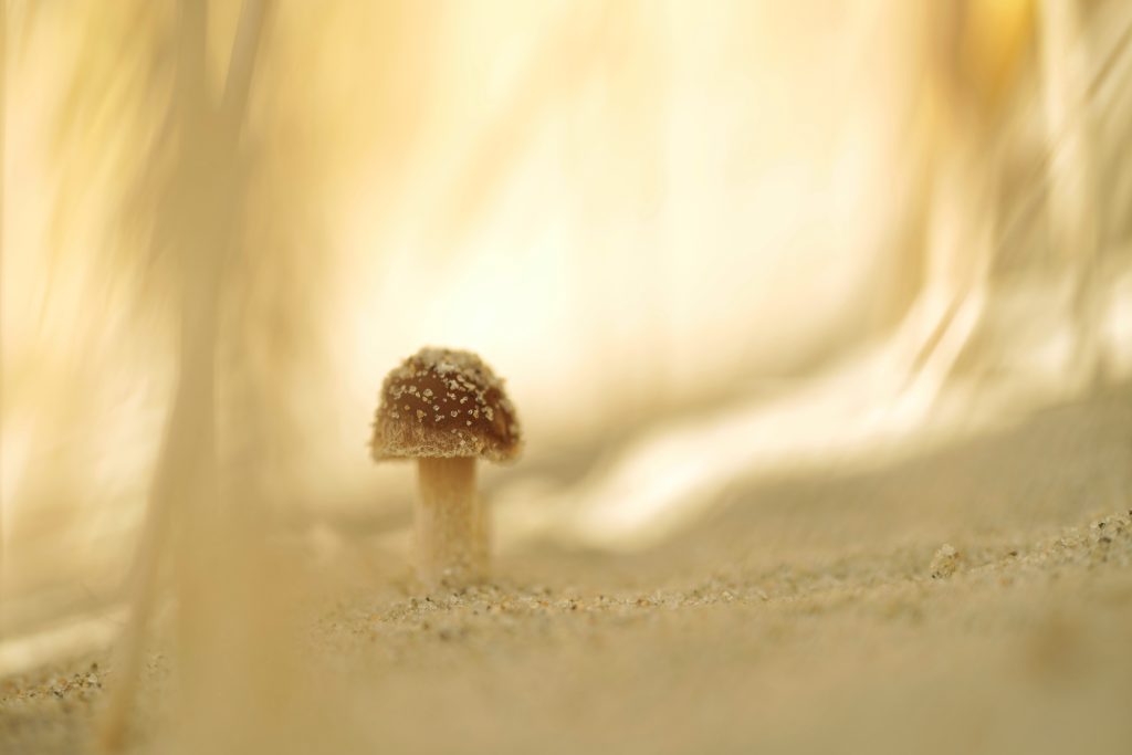paddenstoelen fotograferen