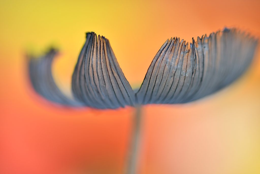 paddenstoelen fotograferen