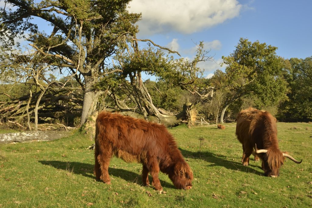 wandelroute Dieren: Schotse hooglanders langs de route