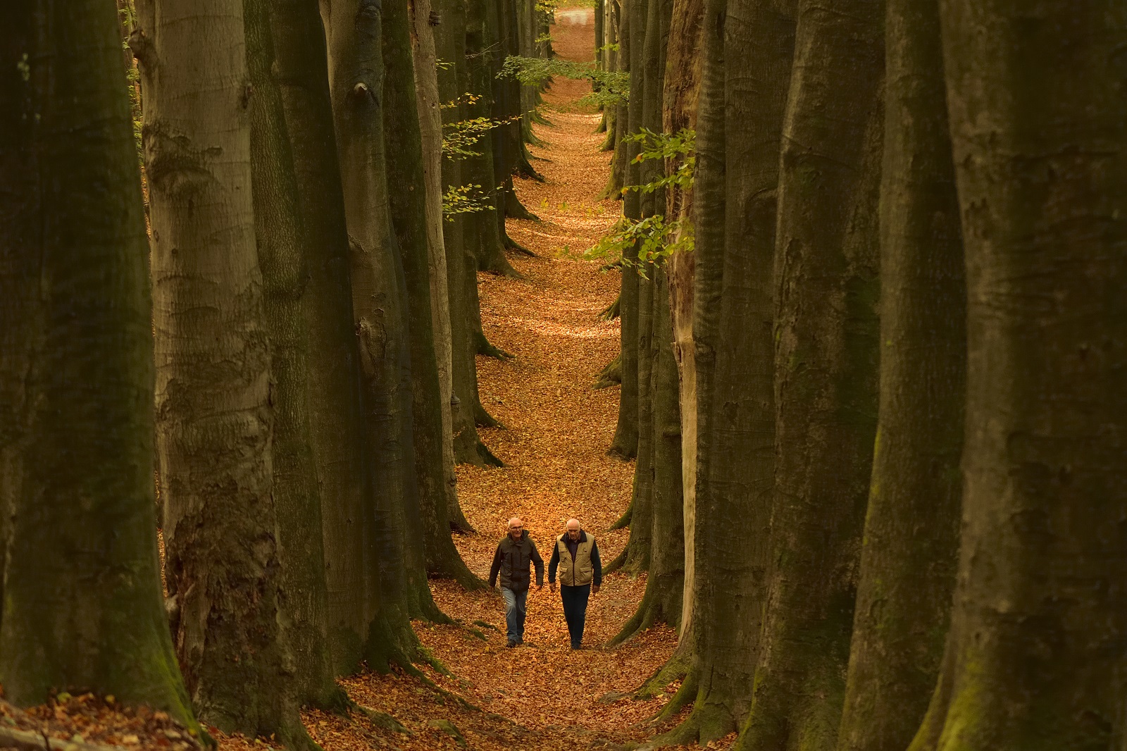 wandelroute dieren: wandelaars Koningslaan