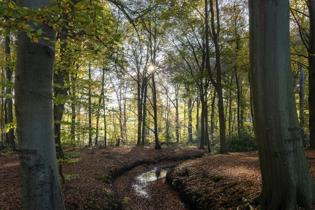 Wandelen Veluwe, de bosrijke omgeving van landgoed Hulshort