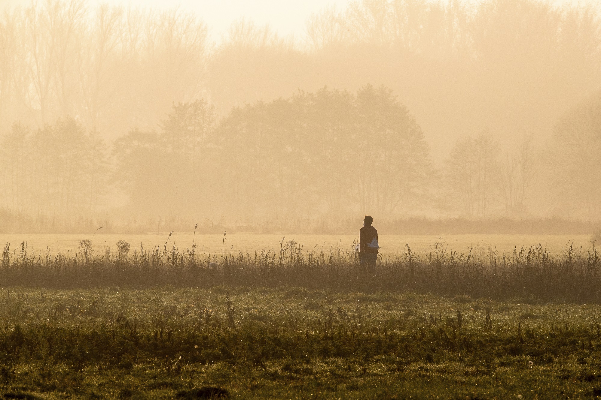 Wandelen Veluwe, wandelaar in de ochtendmist