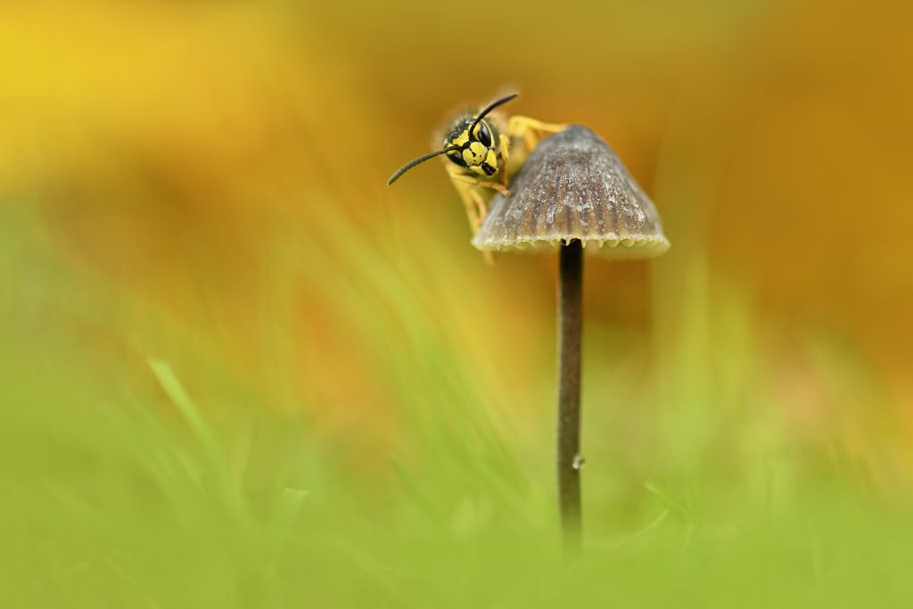 paddenstoelen fotograferen