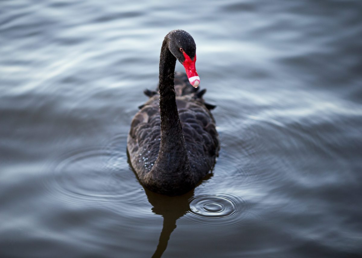 zwarte zwaan (Cygnus atratus)