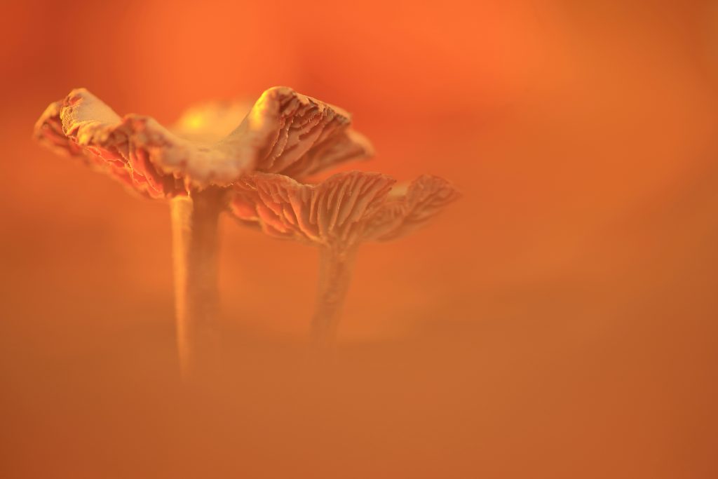 paddenstoelen fotograferen