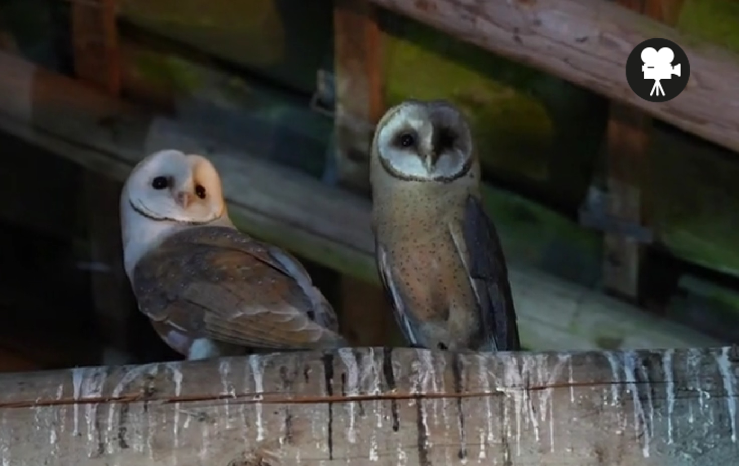 twee jonge kerkuilen