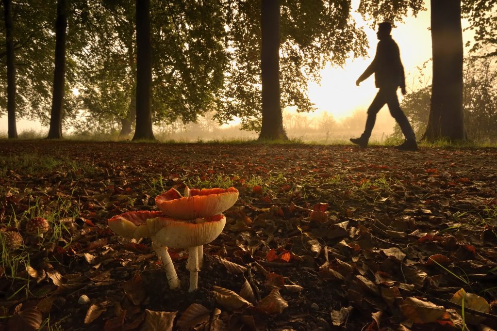 wandelaar bij paddenstoel