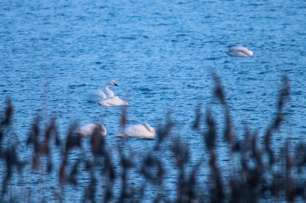 Kleine zwanen op het Veluwemeer