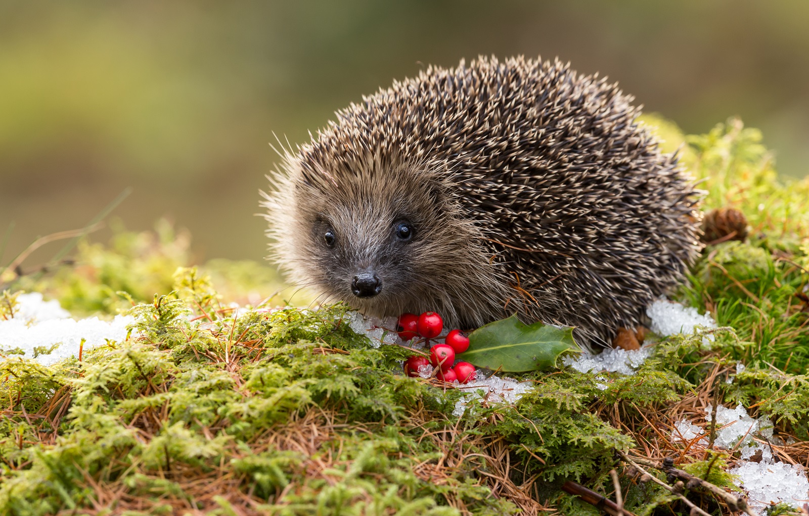 egel in de winter