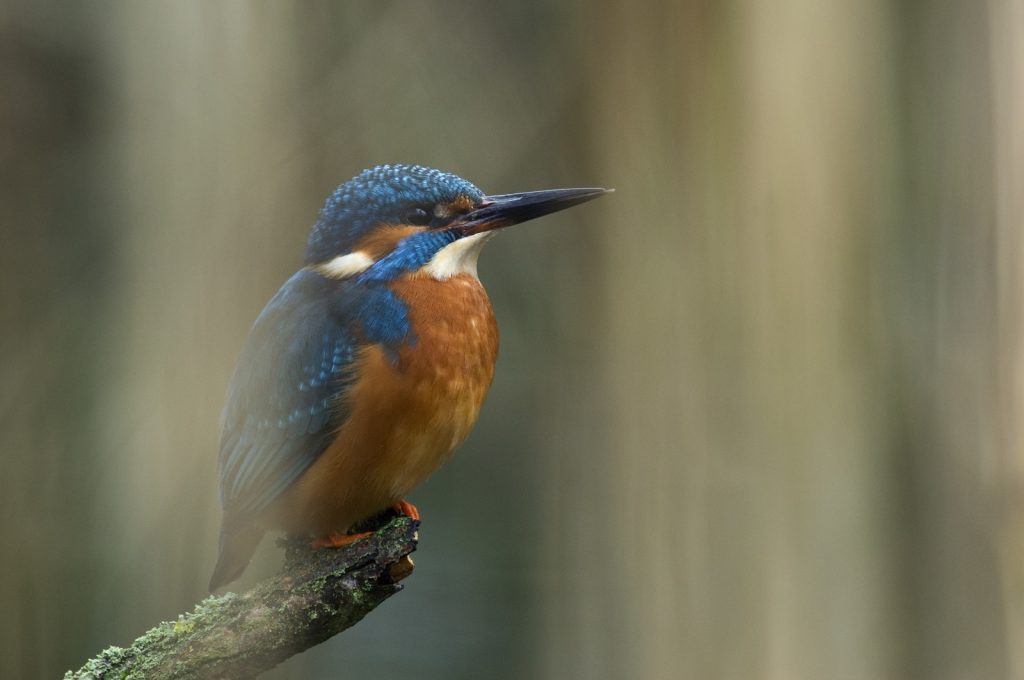 ijsvogel op tak