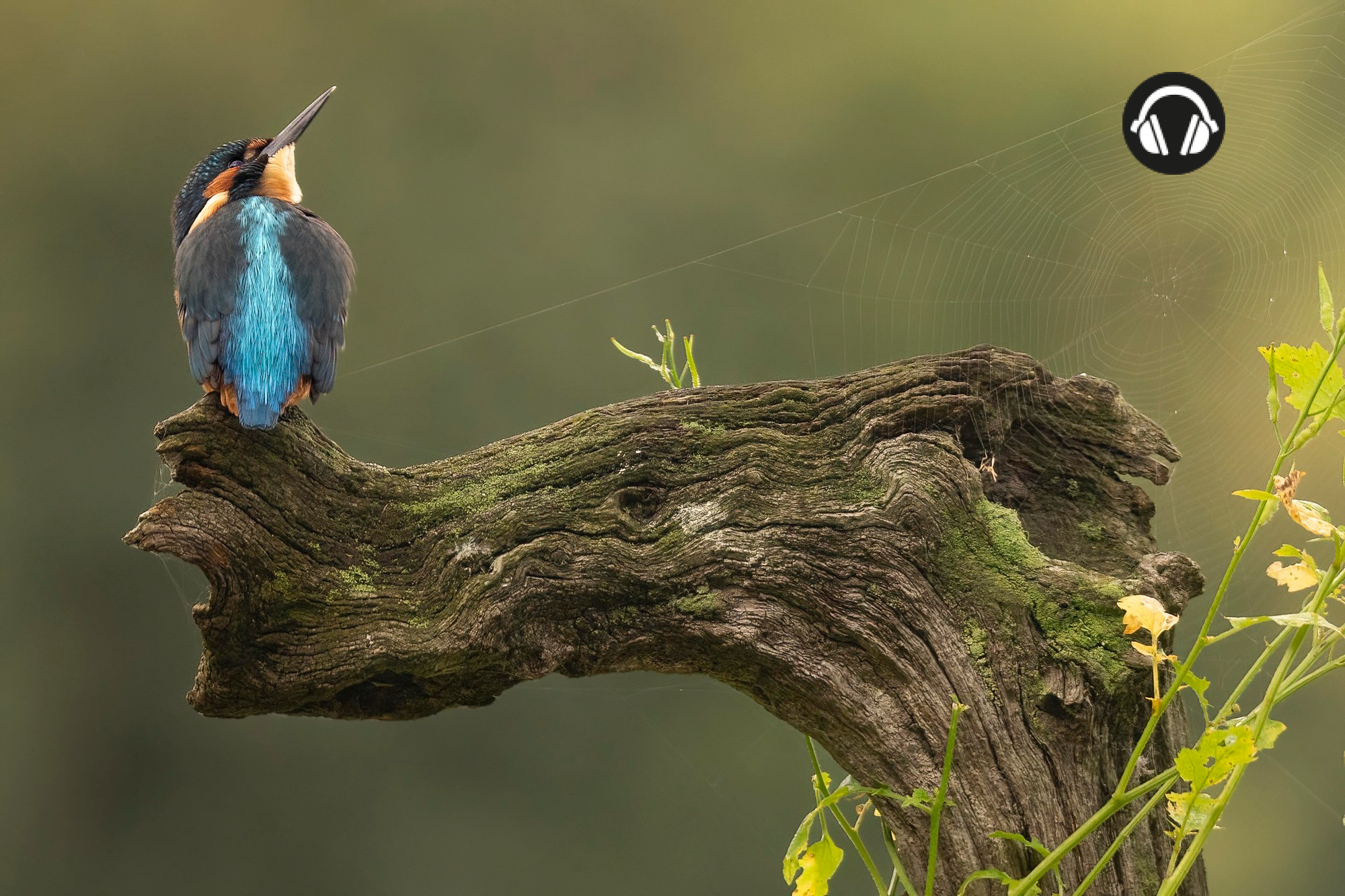 ijsvogel op boomstronk