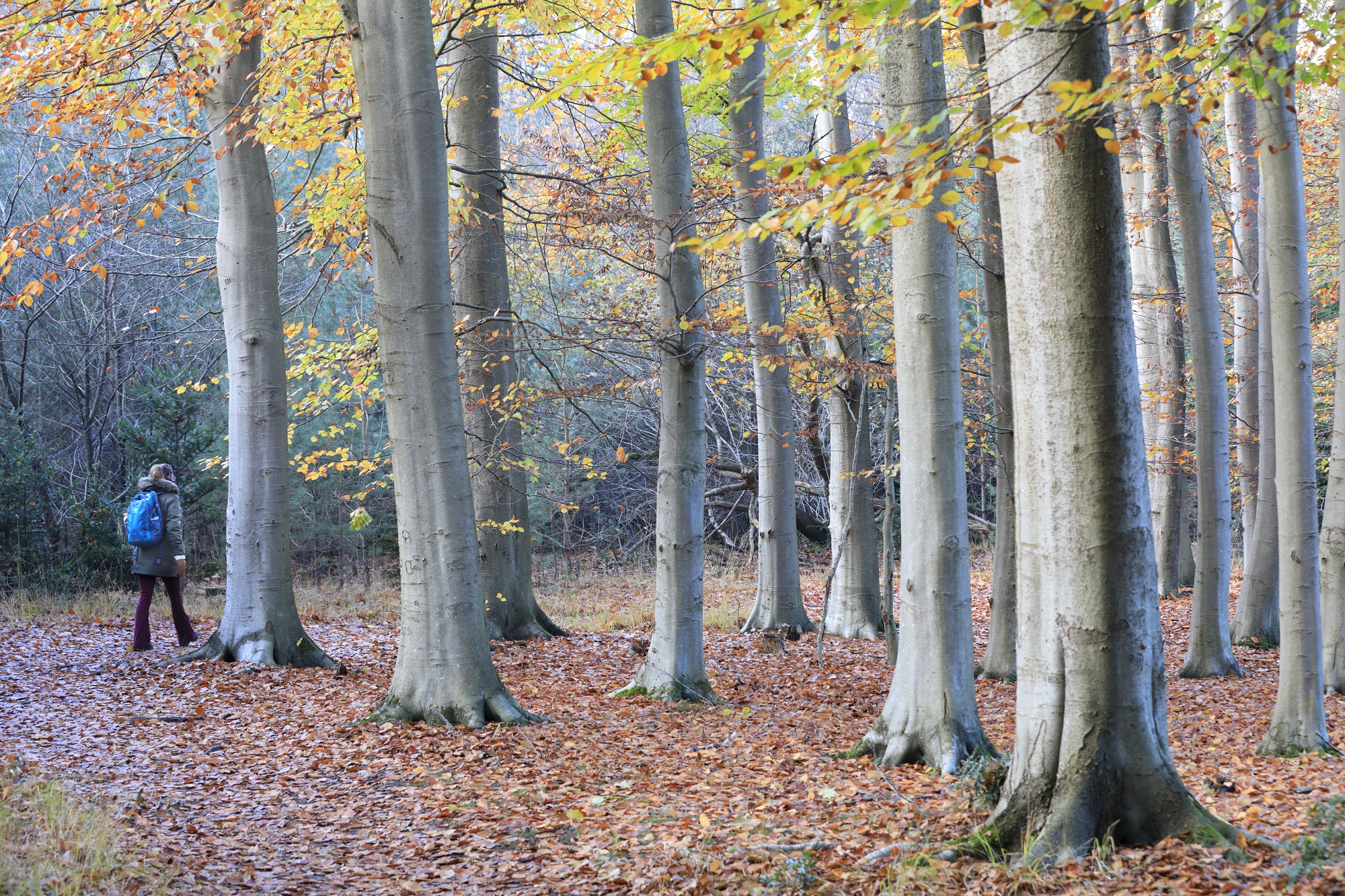 Noordlaarderbos met beuken