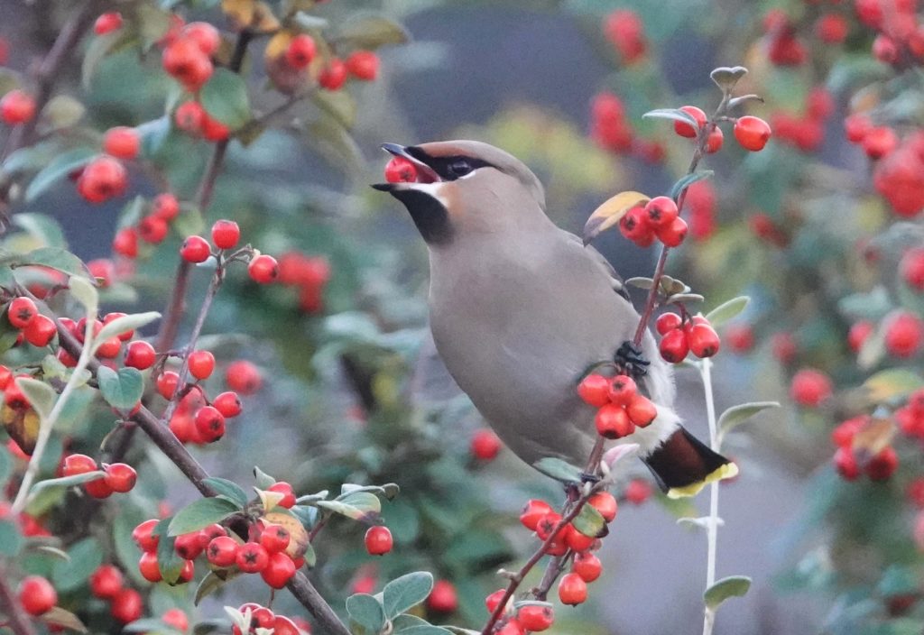 Pestvogel