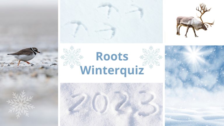 roots winterquiz