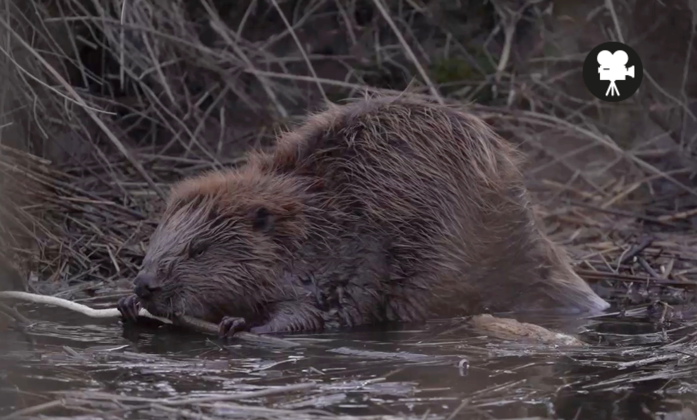 bever die eet aan tak