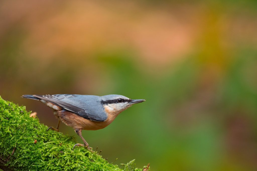 boomklever in nationaal park de maasduinen