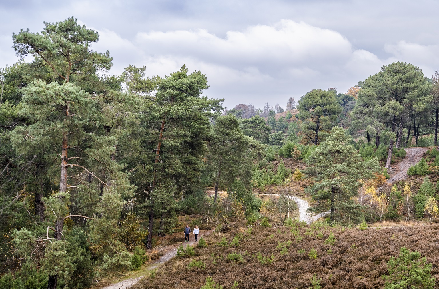 brunssummerheide