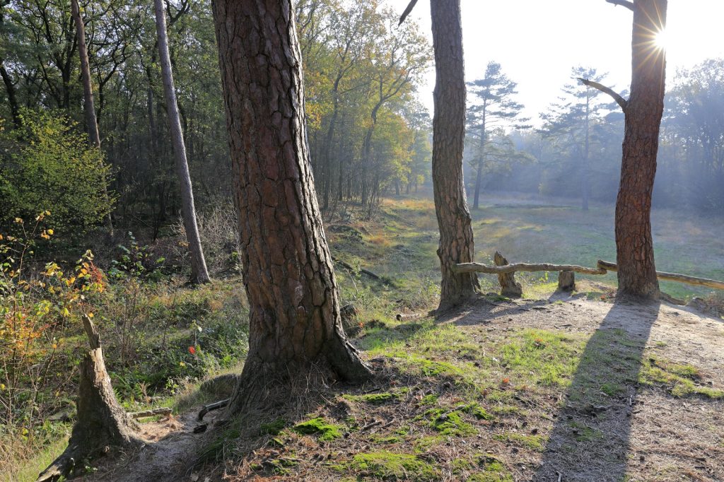 Het Galgenbergje in het Noordlaarderbos